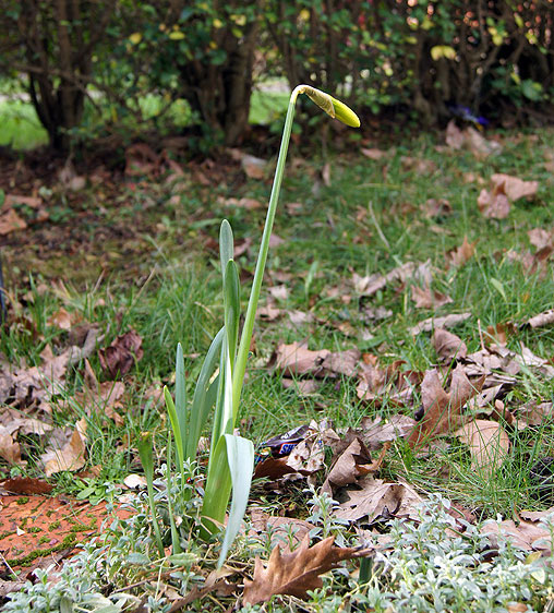 Daffodil rising in December