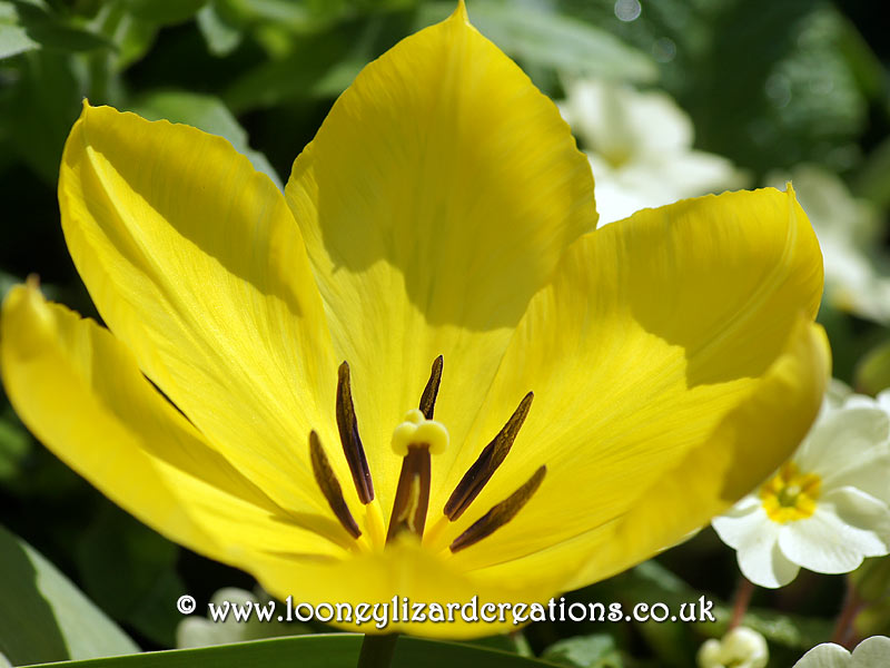 Close up of yellow tulip in spring