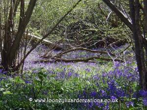 A carpet of bluebells