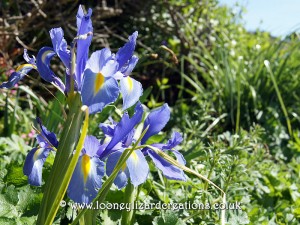 Iris in pale blue and yellow