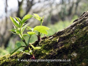 Leaf bud emerging from tree