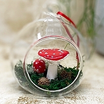 Product shot for: Fungi Terrarium - Fly Agaric
